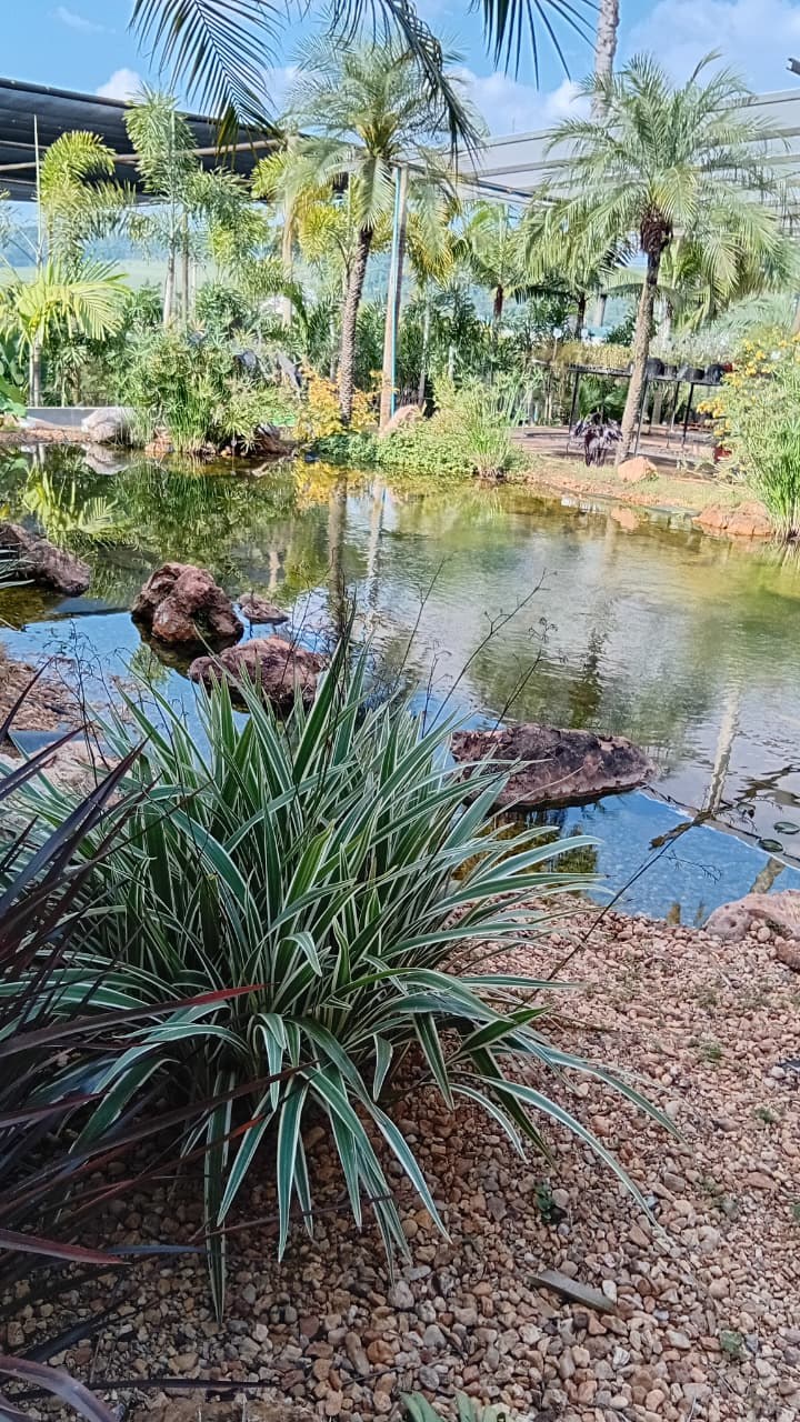 Lago com pedras, palmeiras e folhagem variegada no jardim da loja